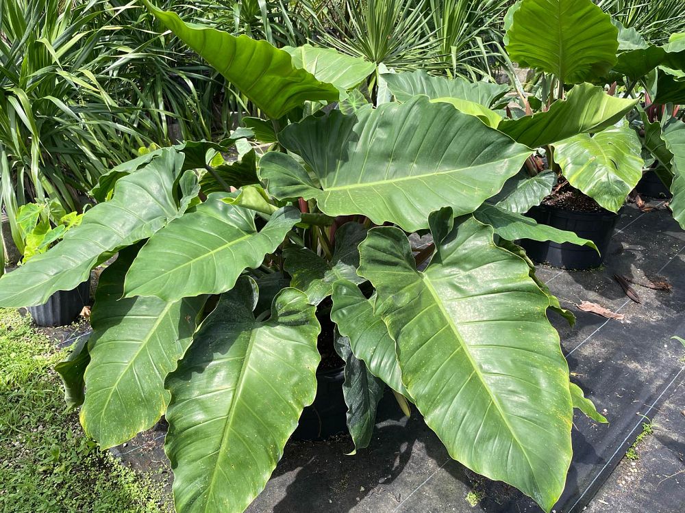 philodendron-green-princess