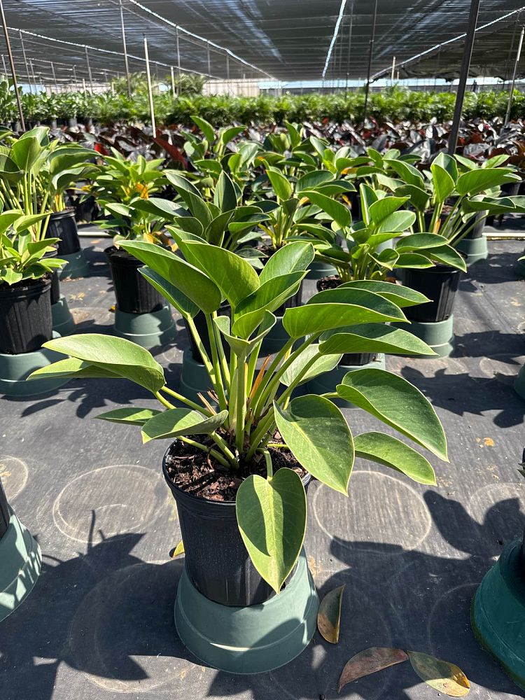 philodendron-green-princess
