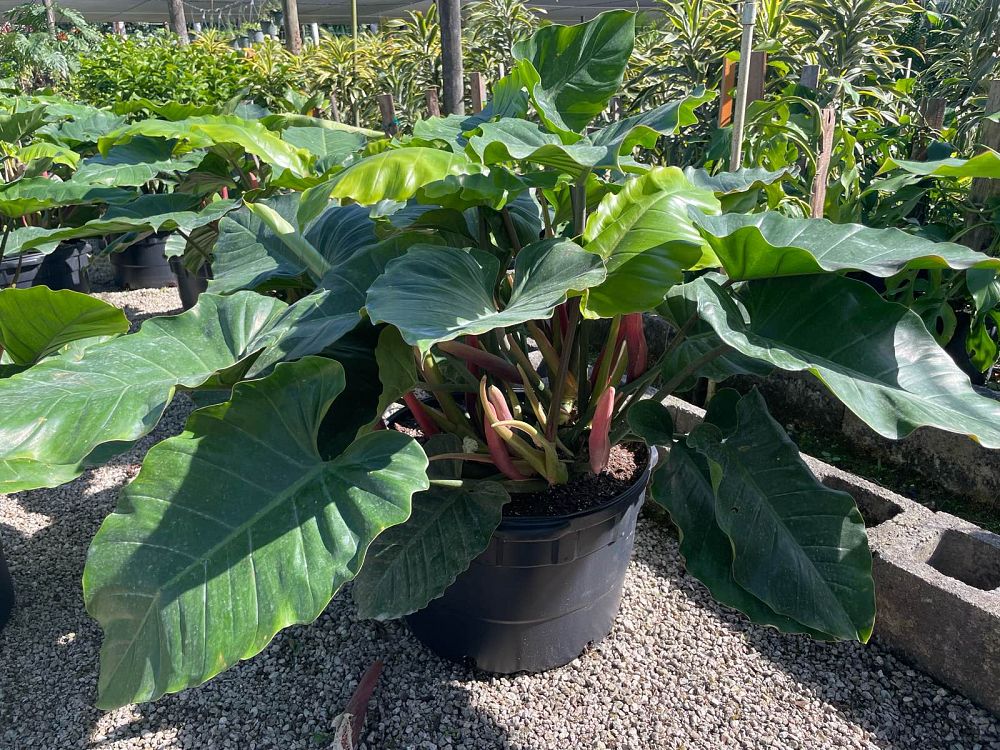 philodendron-green-princess