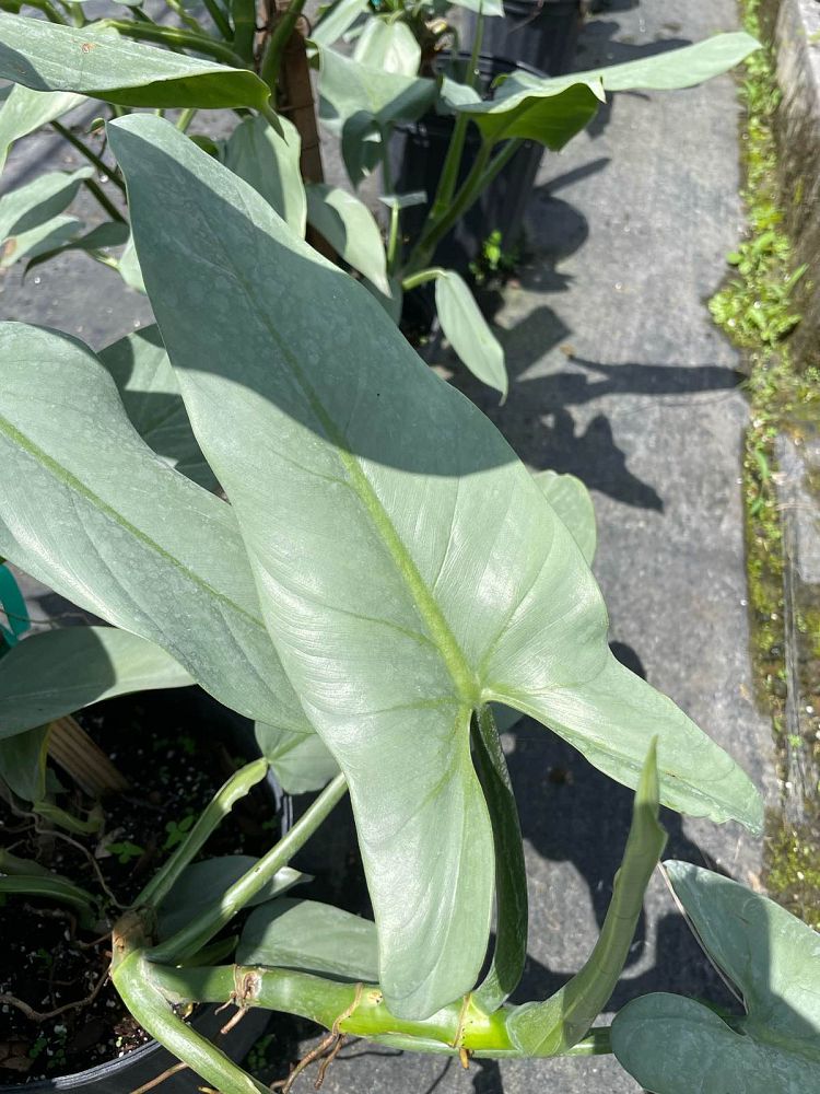 philodendron-hastatum