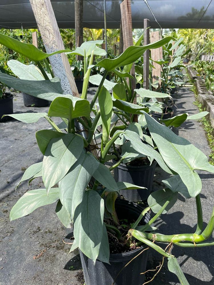 philodendron-hastatum
