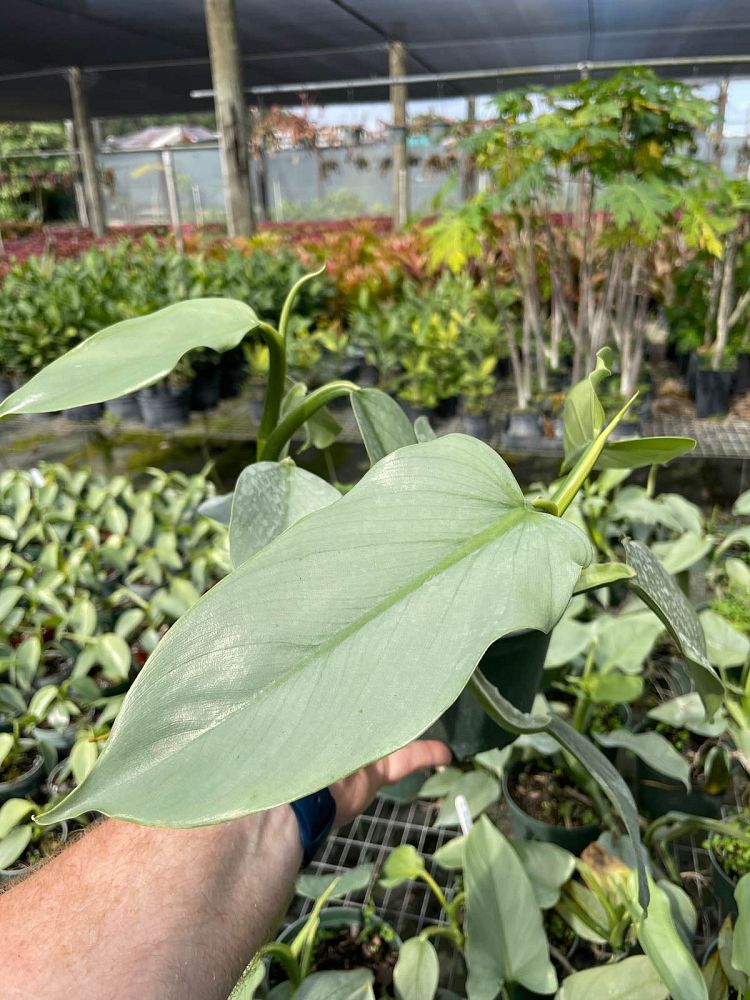 philodendron-hastatum