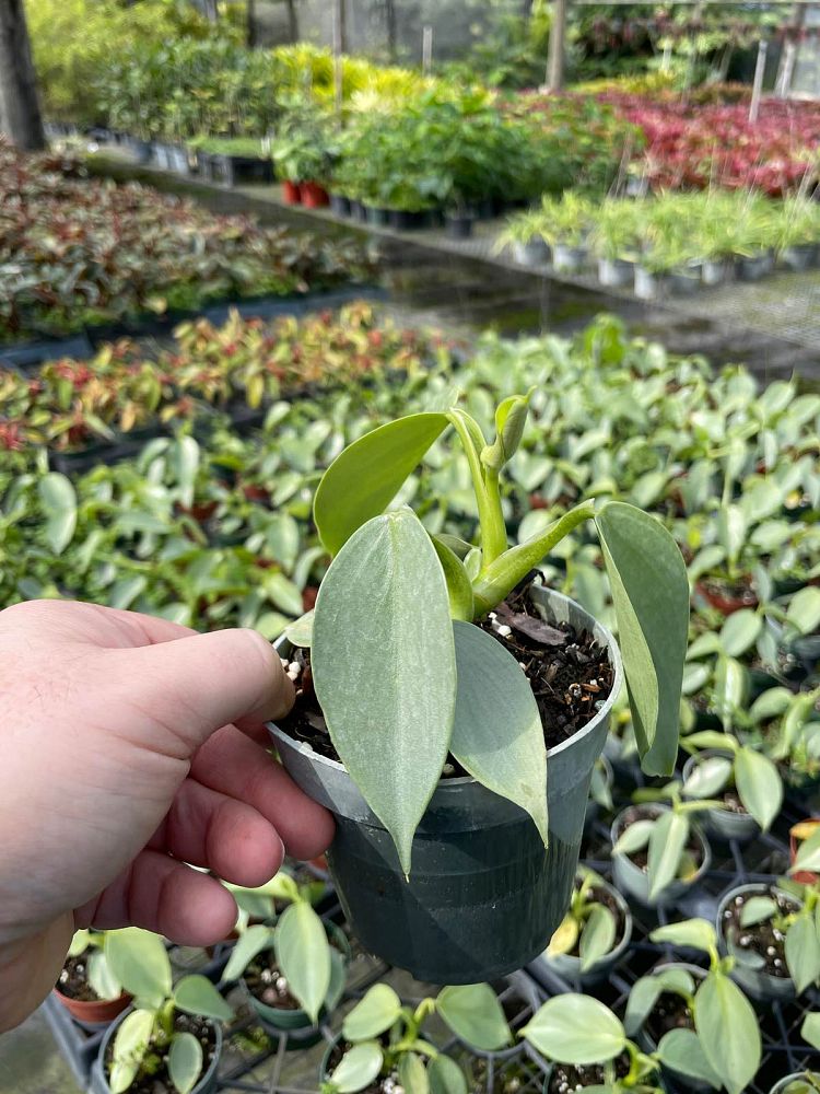 philodendron-hastatum