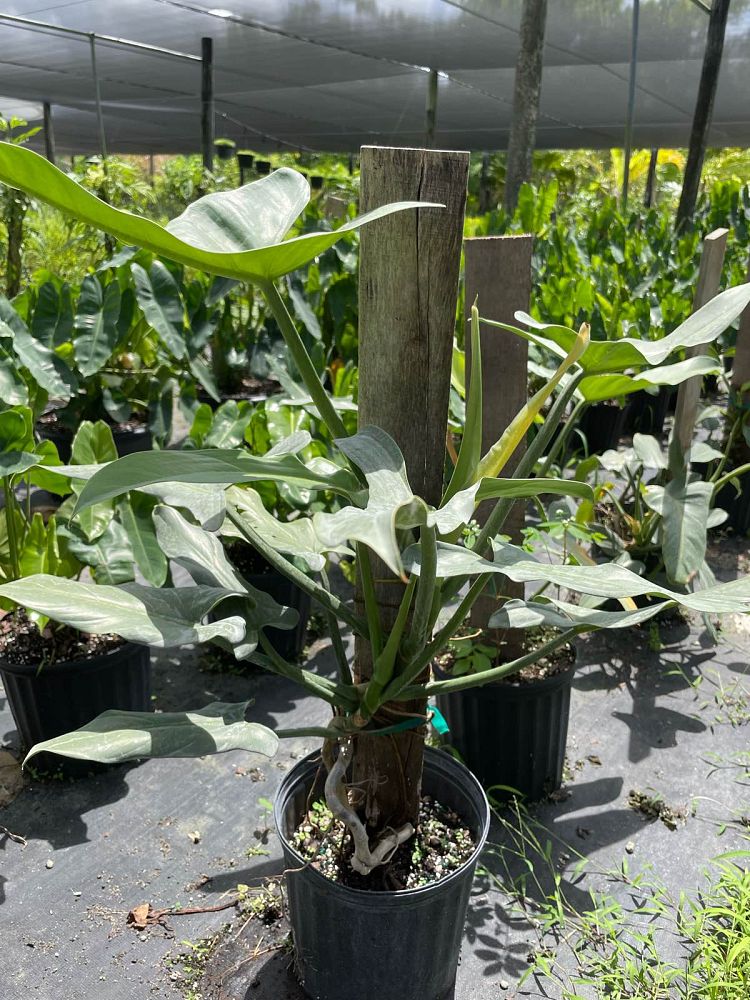philodendron-hastatum