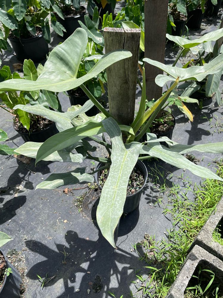 philodendron-hastatum