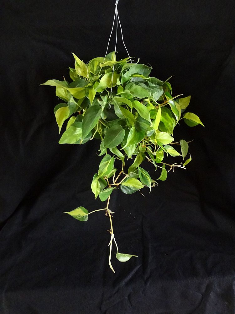 philodendron-hederaceum-brasil-heartleaf-philodendron