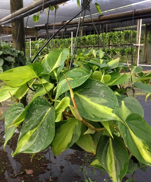 philodendron-hederaceum-brasil-heartleaf-philodendron