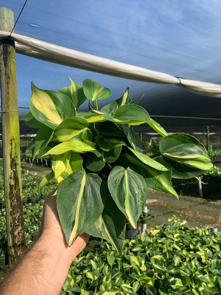philodendron-hederaceum-brasil-heartleaf-philodendron