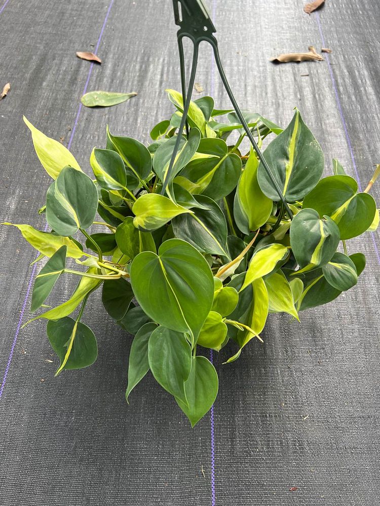 philodendron-hederaceum-brasil-heartleaf-philodendron