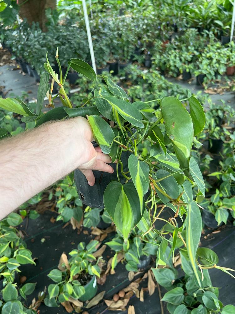 philodendron-hederaceum-brasil-heartleaf-philodendron