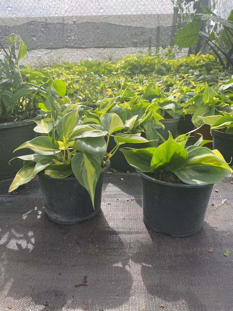 philodendron-hederaceum-brasil-heartleaf-philodendron
