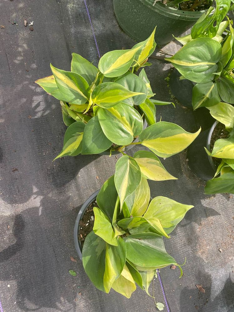 philodendron-hederaceum-brasil-heartleaf-philodendron