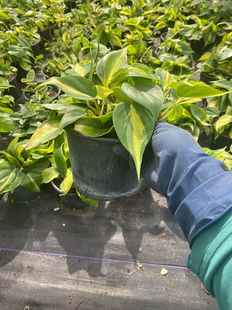 philodendron-hederaceum-brasil-heartleaf-philodendron