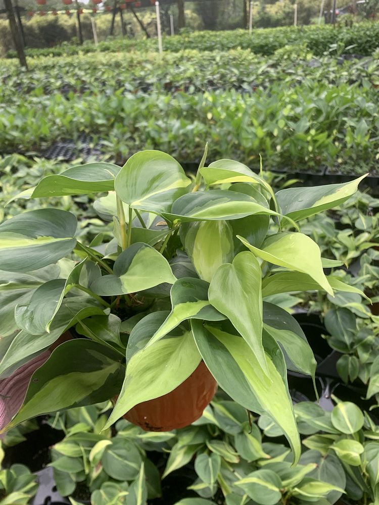 philodendron-hederaceum-brasil-heartleaf-philodendron