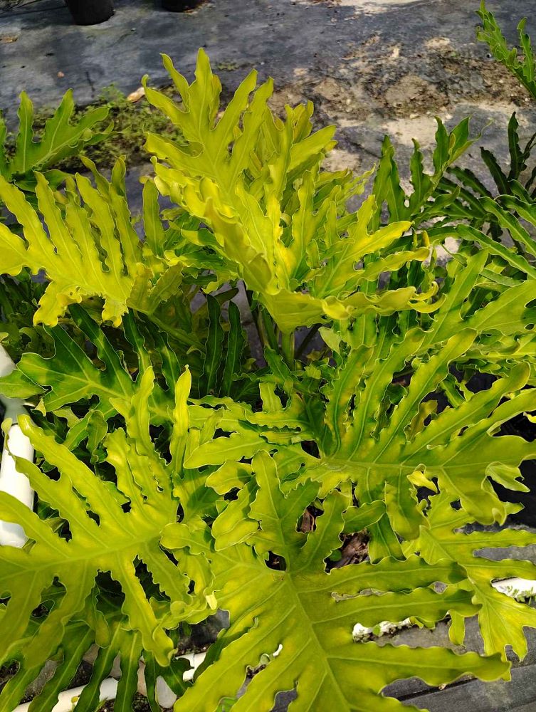 philodendron-hederaceum-gold-gold-leaf-philodendron