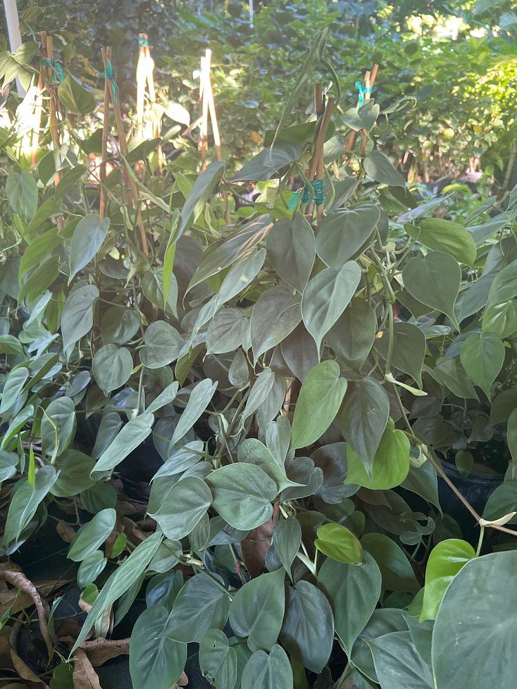 philodendron-hederaceum-oxycardium-heart-leaf-philodendron