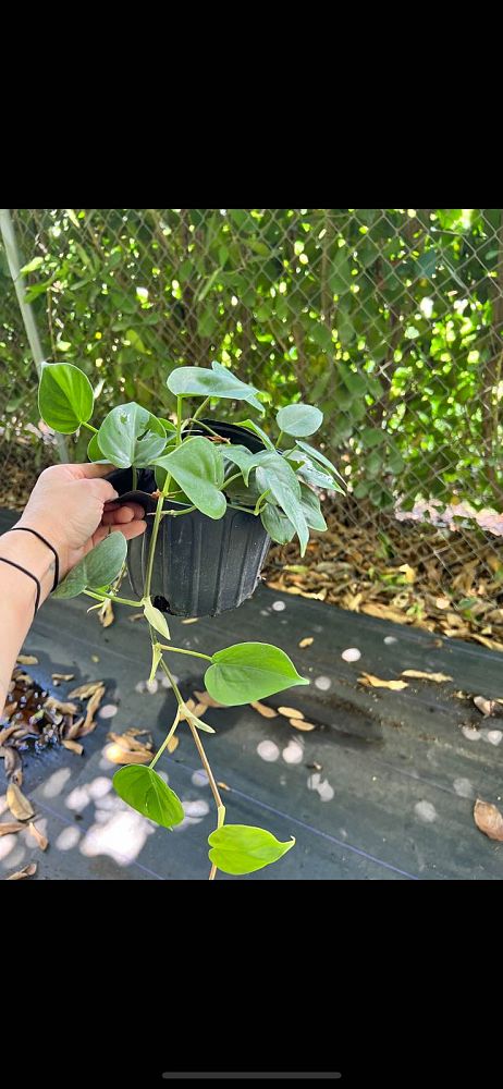 philodendron-hederaceum-oxycardium-heart-leaf-philodendron