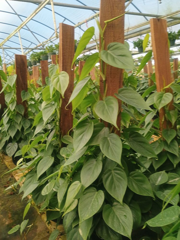 philodendron-hederaceum-oxycardium-heart-leaf-philodendron
