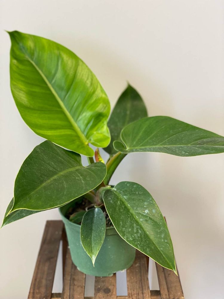 philodendron-imperial-green