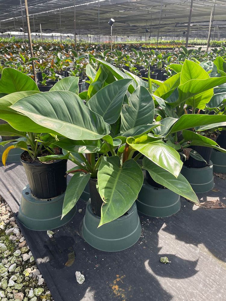 philodendron-imperial-green