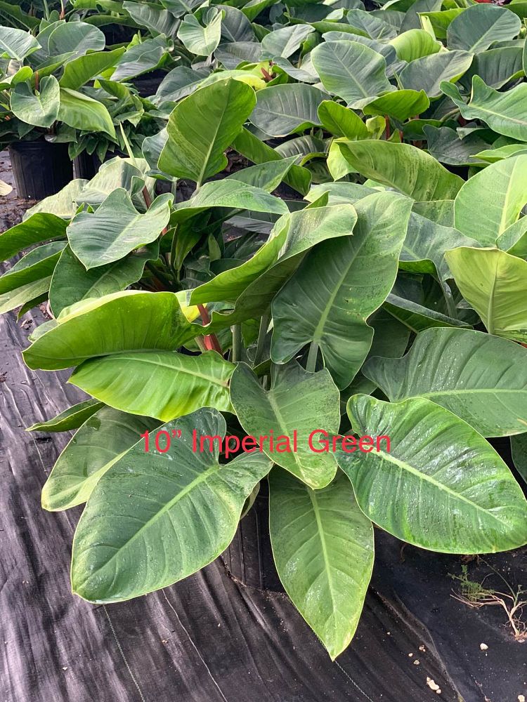 philodendron-imperial-green