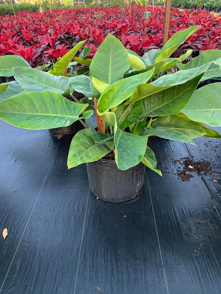 philodendron-imperial-green