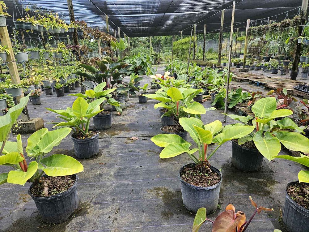 philodendron-imperial-green
