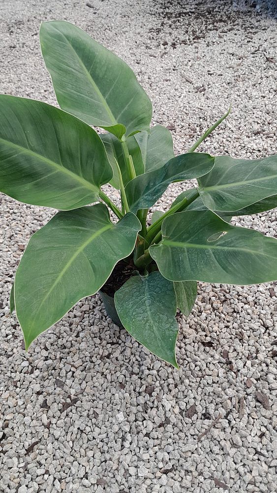 philodendron-imperial-green