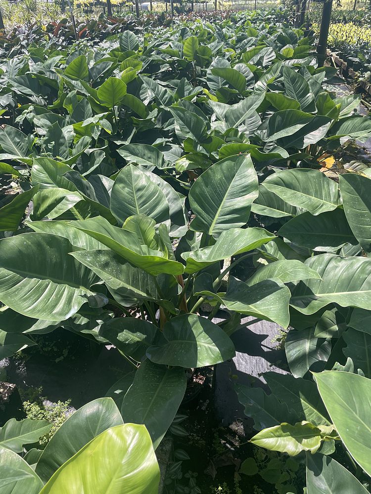 philodendron-imperial-green