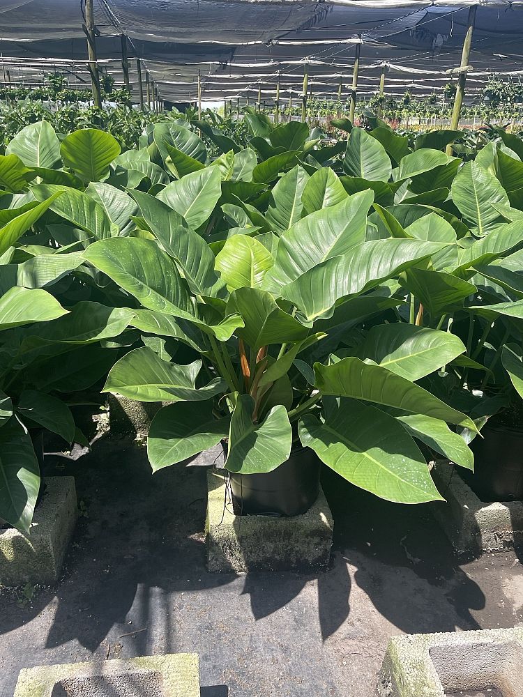 philodendron-imperial-green