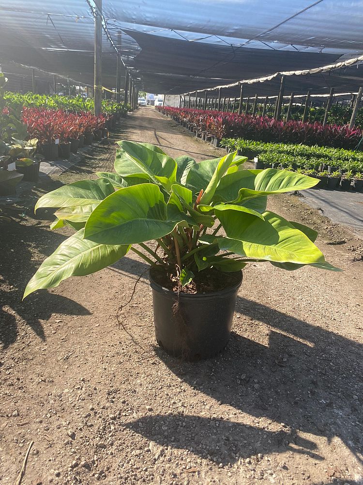 philodendron-imperial-green
