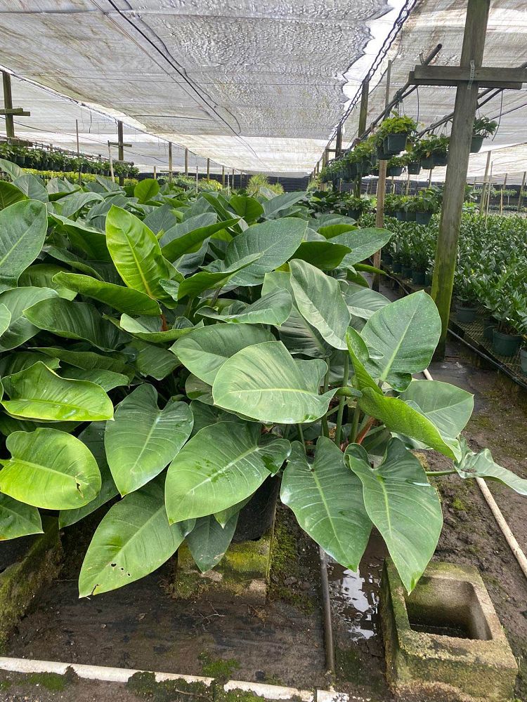 philodendron-imperial-green