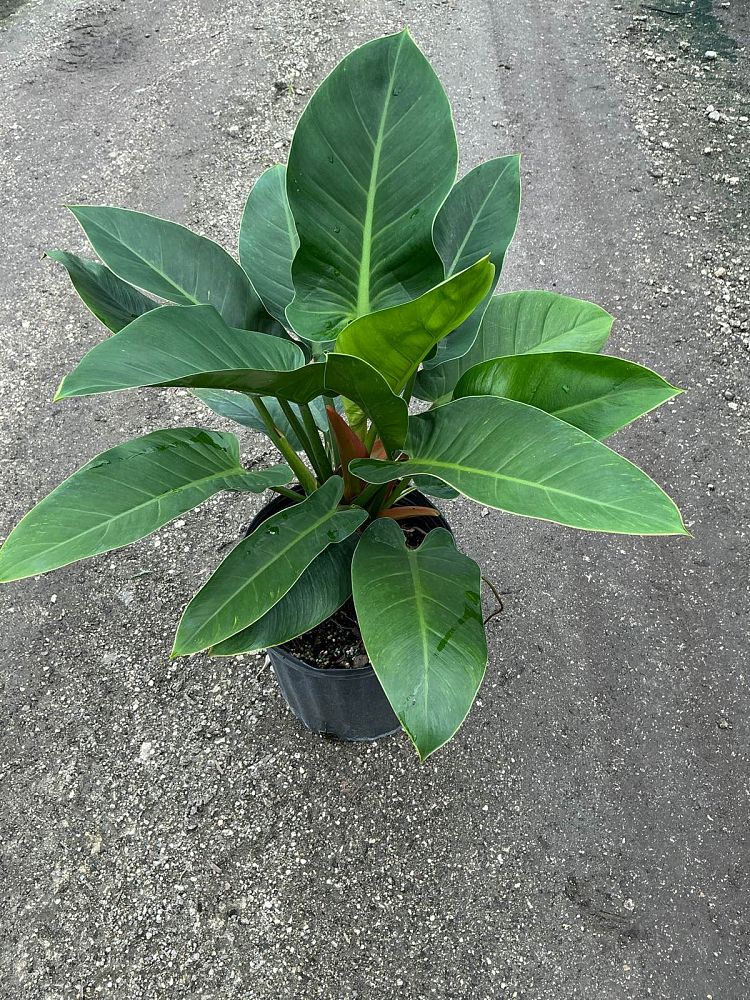 philodendron-imperial-green