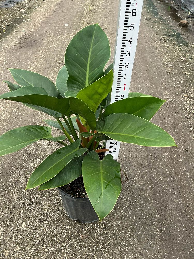 philodendron-imperial-green