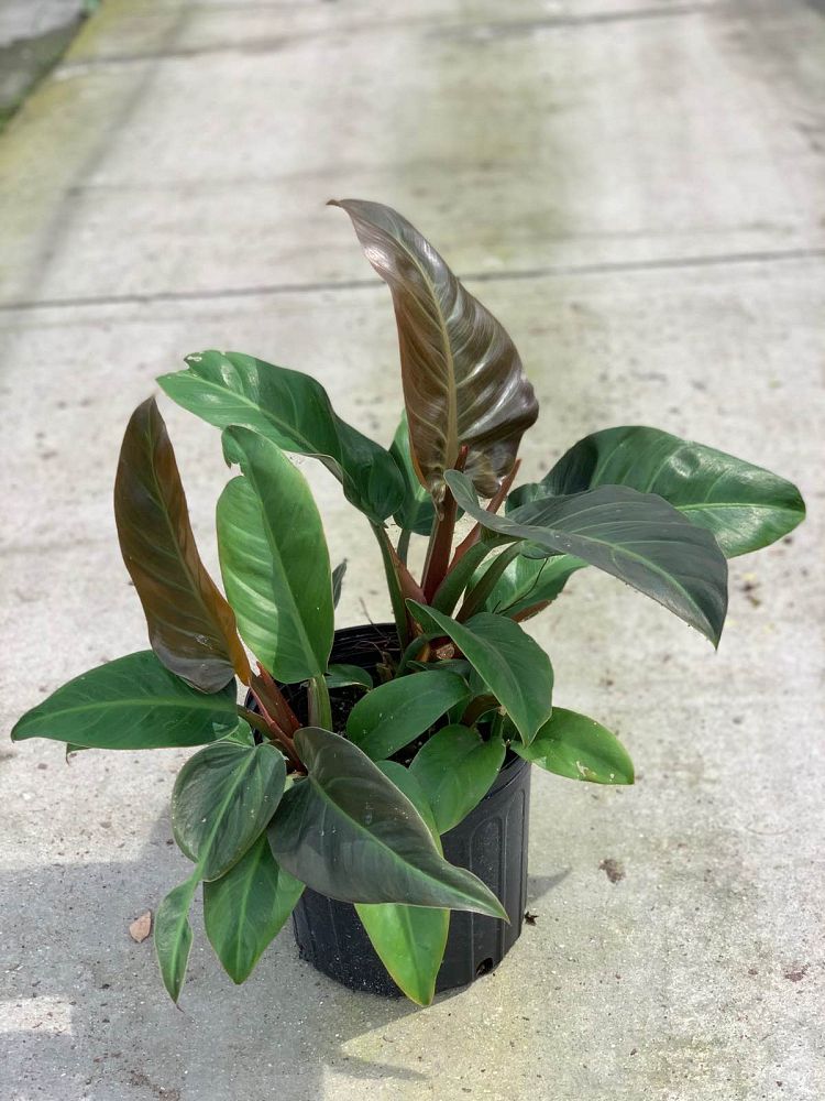 philodendron-imperial-red