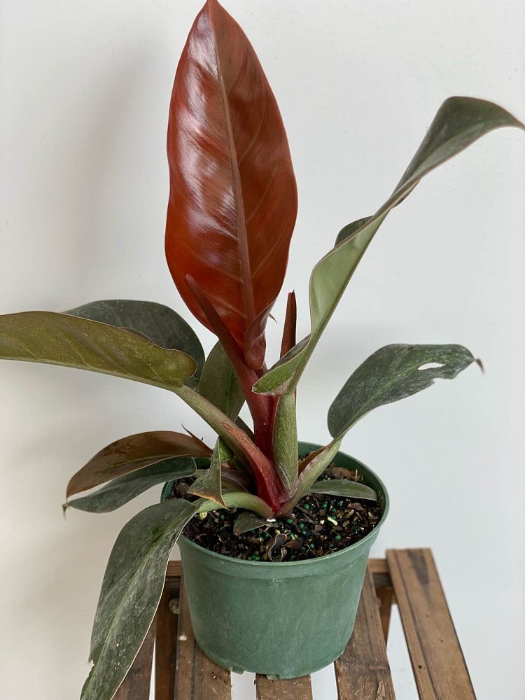 philodendron-imperial-red