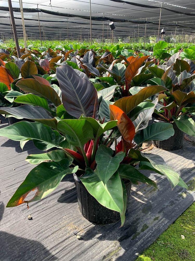 philodendron-imperial-red