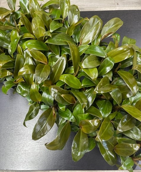 philodendron-imperial-red