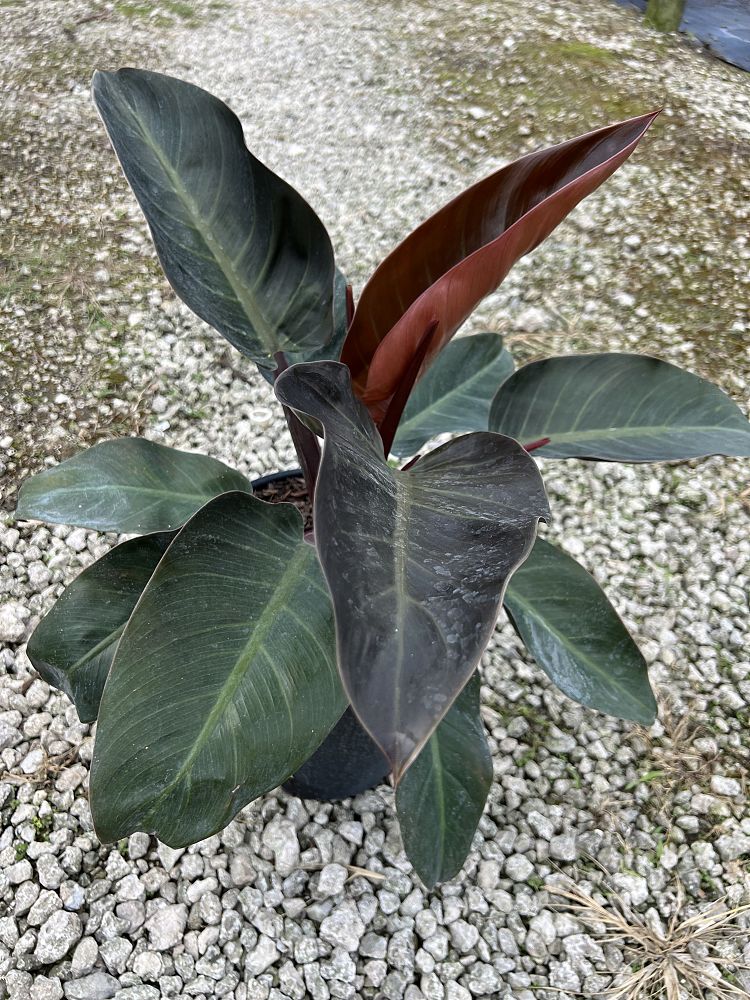 philodendron-imperial-red