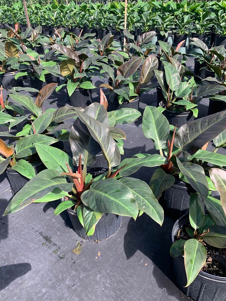 philodendron-imperial-red