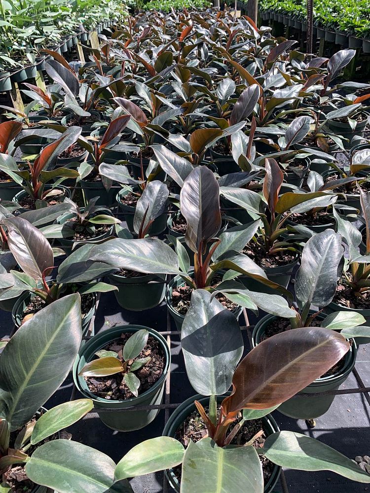 philodendron-imperial-red