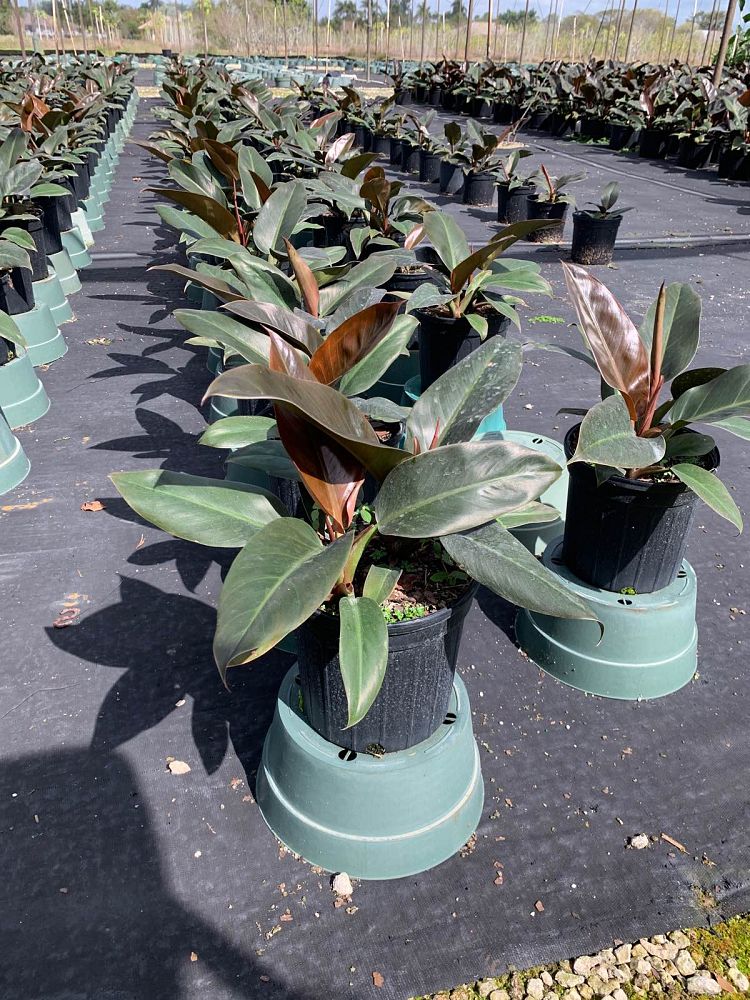 philodendron-imperial-red