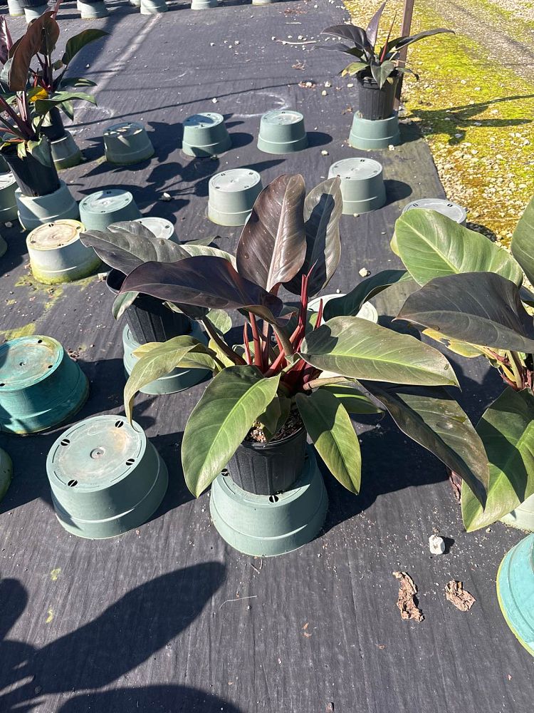 philodendron-imperial-red