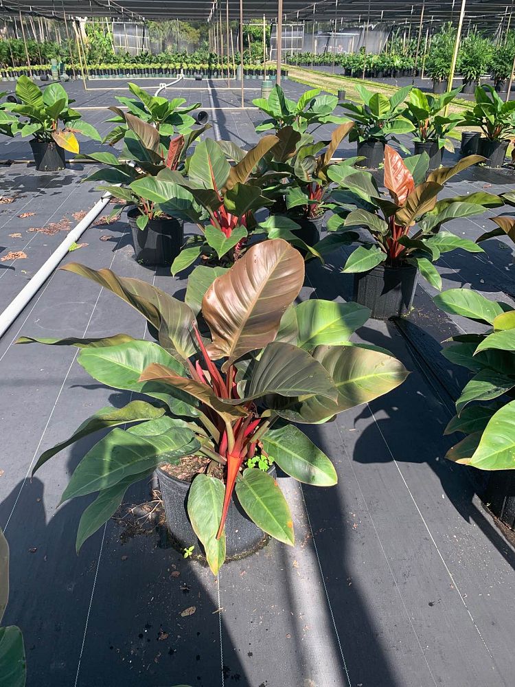philodendron-imperial-red