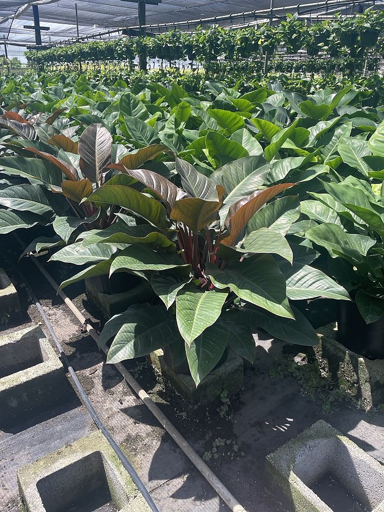 philodendron-imperial-red