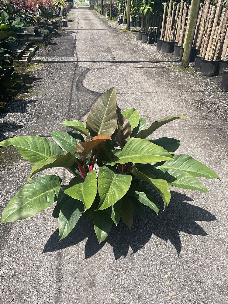 philodendron-imperial-red