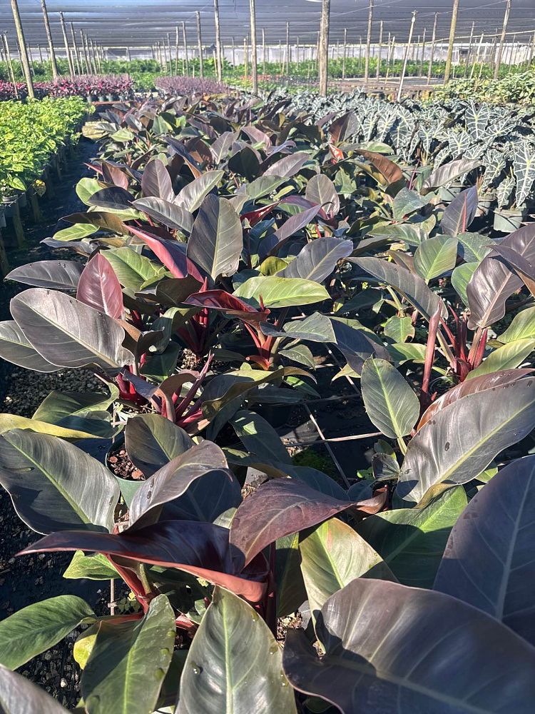 philodendron-imperial-red
