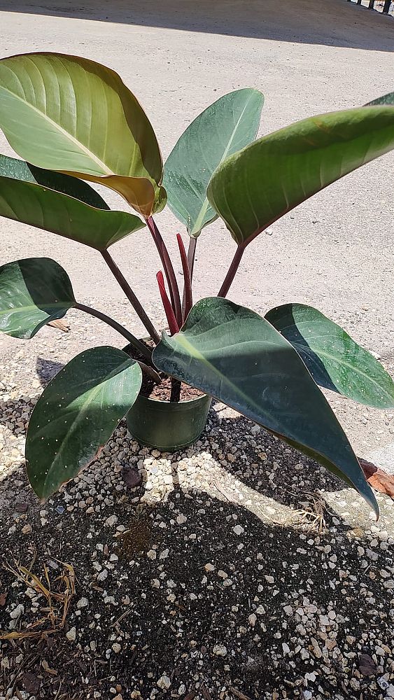 philodendron-imperial-red