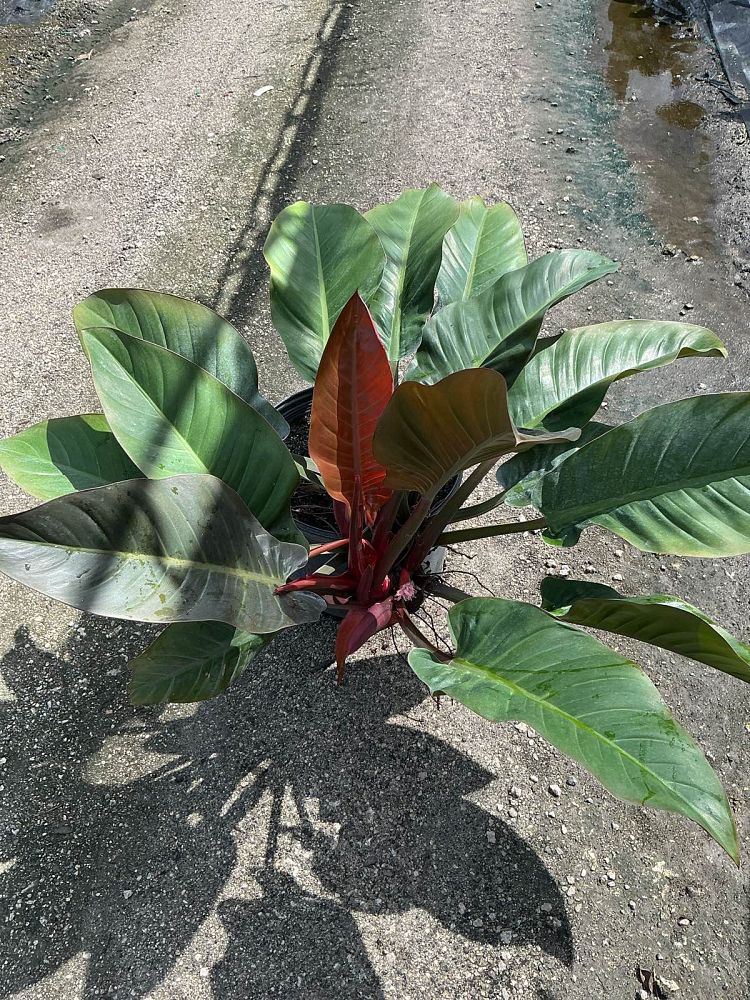 philodendron-imperial-red