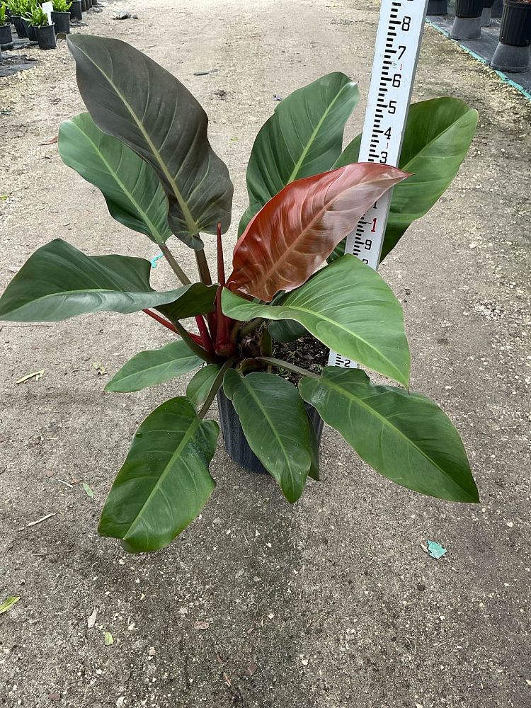 philodendron-imperial-red